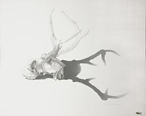 Stag