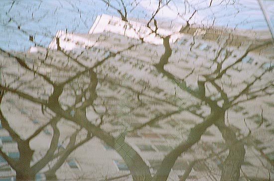 Windows and Trees