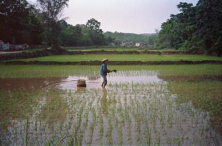 Rice Paddy 001